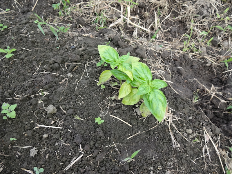 秋バジル 自然菜 無添加栽培