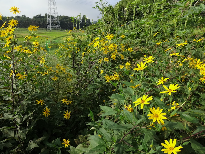 自然菜　キクイモ/菊芋　無添加栽培
