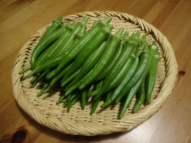 オクラ 自然菜 無添加栽培