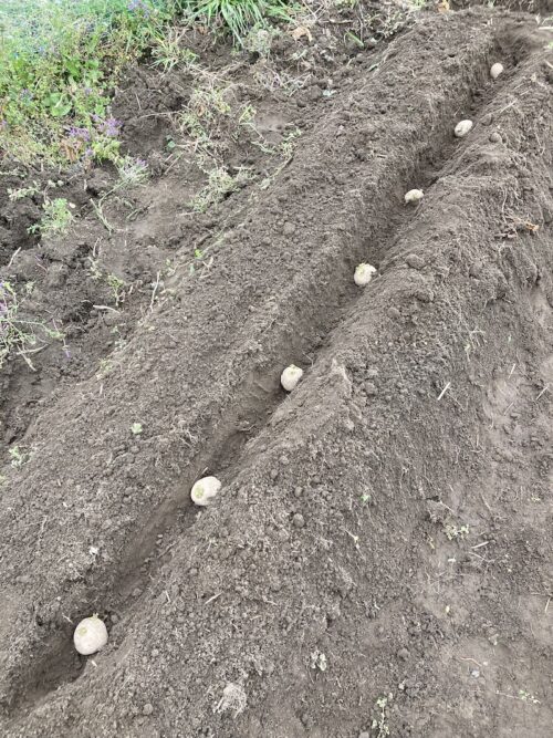 ジャガイモ　春植え　自然菜　無添加さ栽培