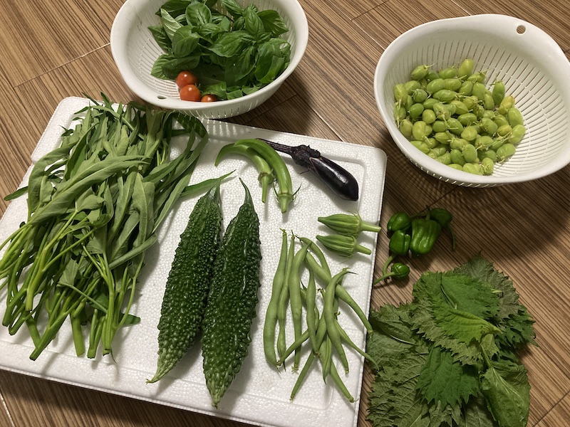オクラ　自然菜　無添加栽培