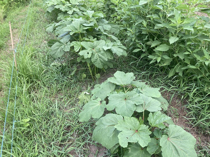 オクラ　自然菜　無添加栽培