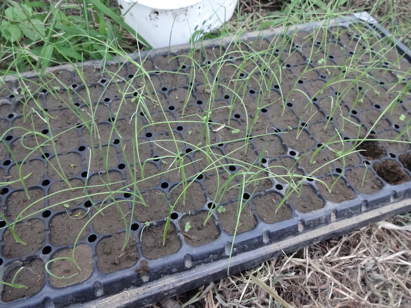タマネギ 自然菜 無添加栽培