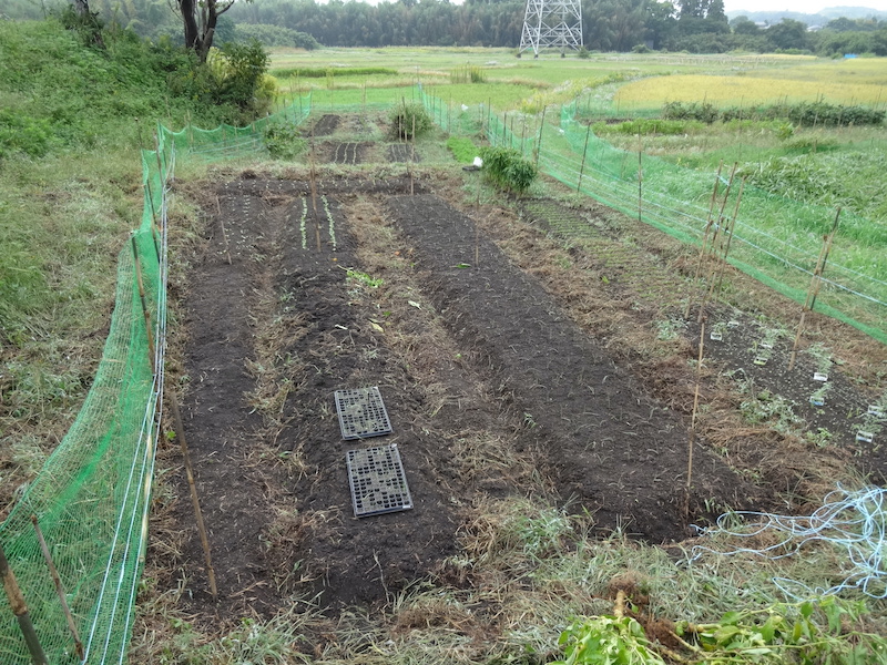 タマネギ 自然菜 無添加栽培