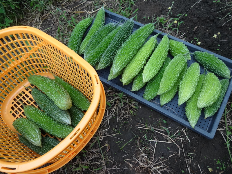 自給畑 自然菜 無添加栽培