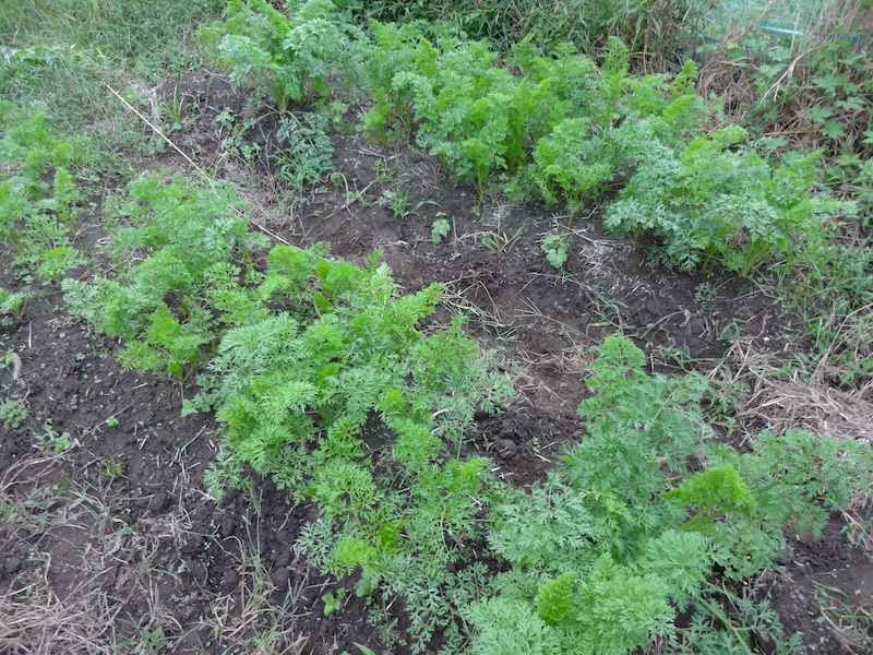 自給畑 自然菜 無添加栽培