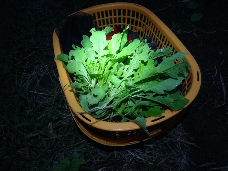 自然菜 ウツギゲンスケダイコン / 打木源助大根 無添加栽培