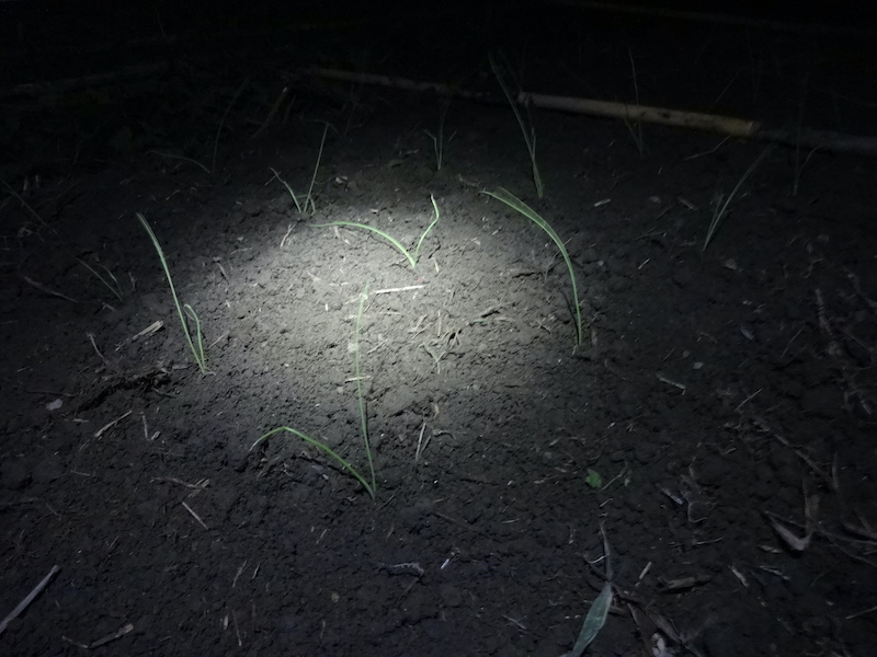 タマネギ 自然菜 無添加栽培