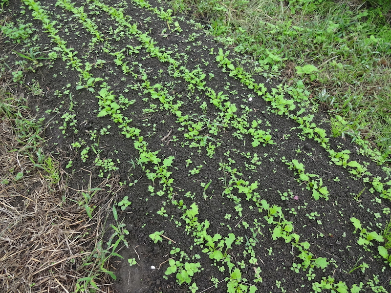 自然菜 カブ 無添加栽培