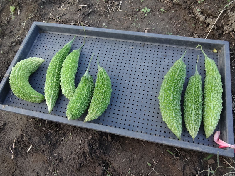 自然菜 無添加栽培