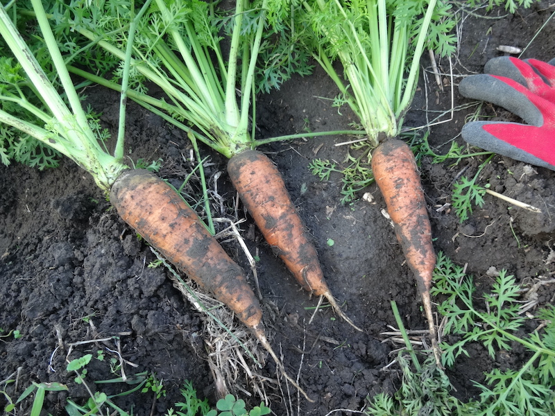 自然菜 無添加栽培