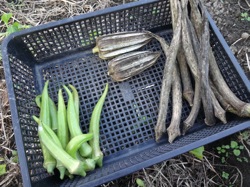 自然菜 無添加栽培