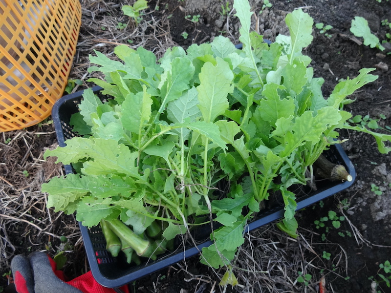 自然菜 無添加栽培