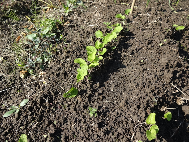自然菜　ゴボウ　無添加栽培