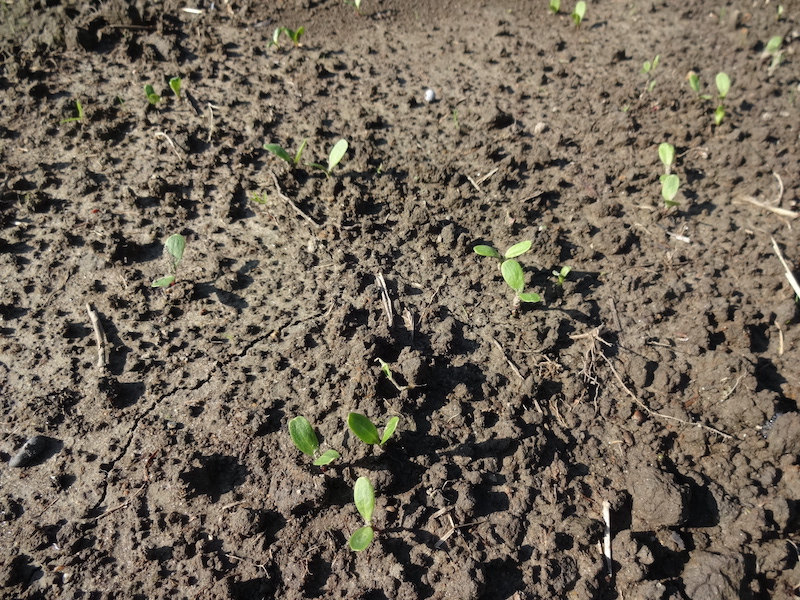 自然菜　ゴボウ　無添加栽培