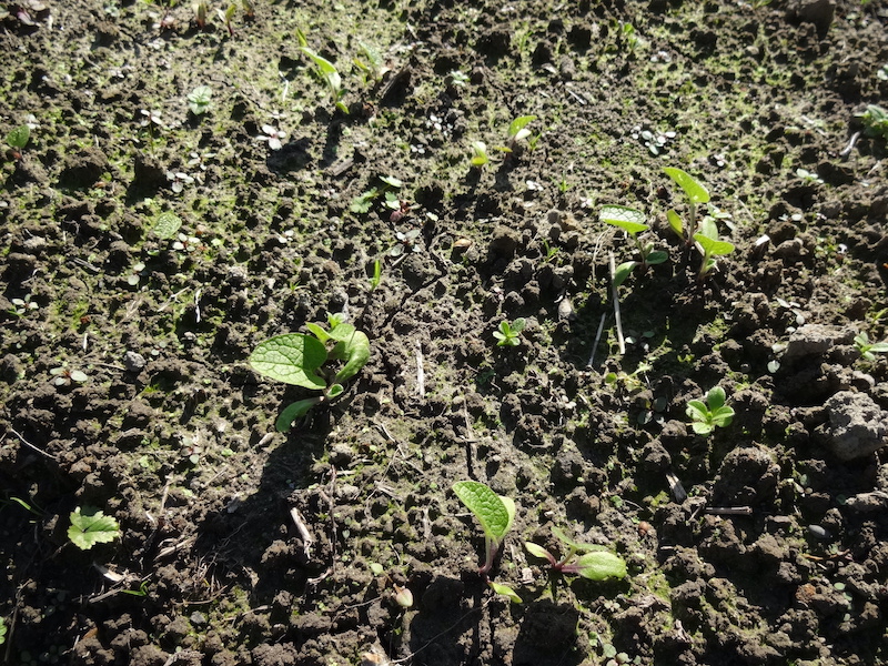 自然菜　ゴボウ　無添加栽培