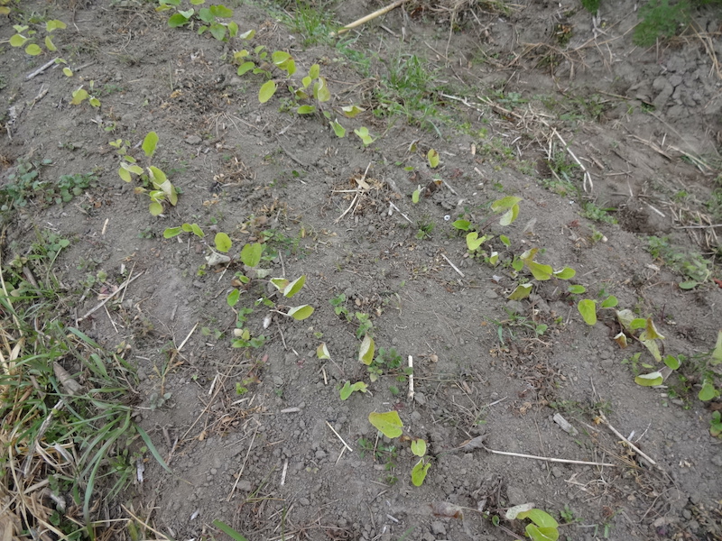自然菜　ゴボウ　無添加栽培