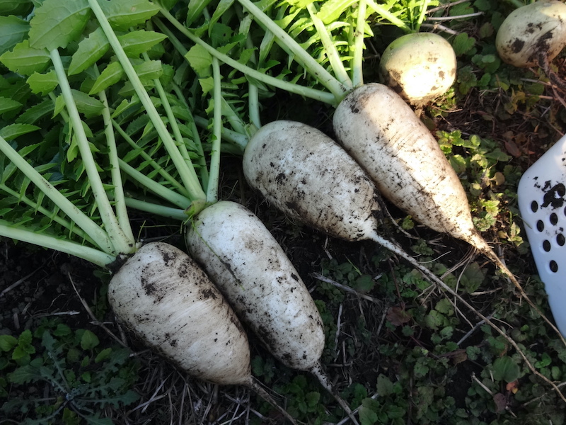 自然菜　ウツギゲンスケダイコン / 打木源助大根　無添加栽培　画像