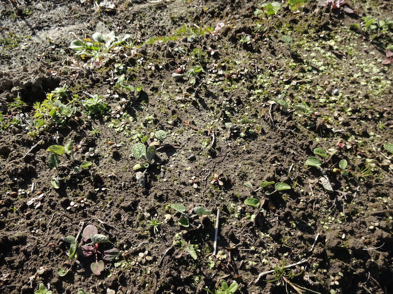 自然菜　ゴボウ　無添加栽培