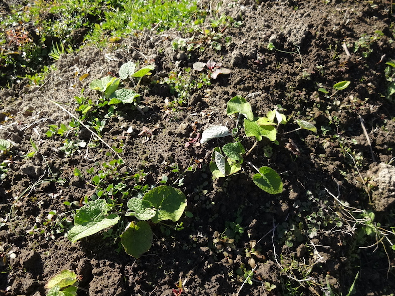 自然菜　ゴボウ　無添加栽培