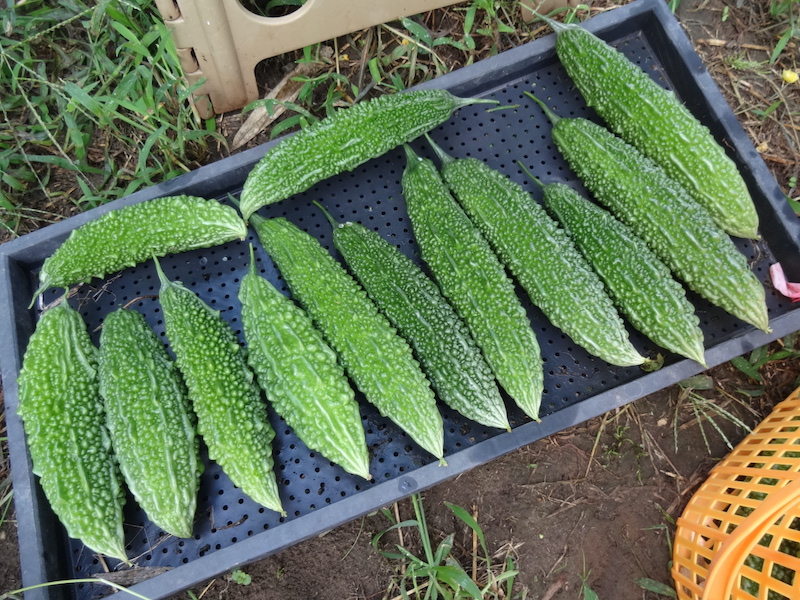 本日の自然菜 無添加栽培