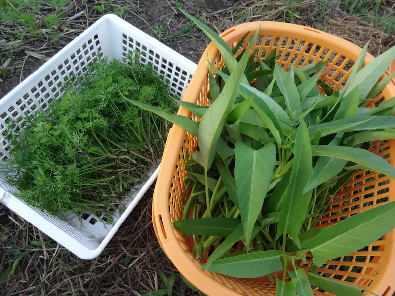 本日の自然菜 無添加栽培