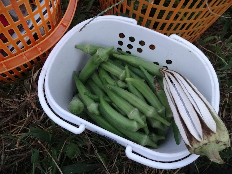 本日の自然菜 無添加栽培