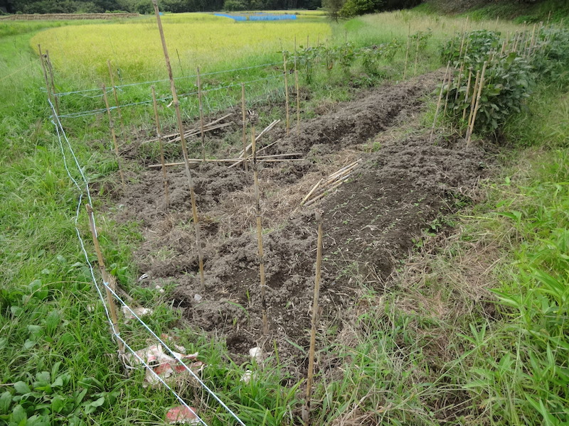 自然菜 ゴボウ 無添加栽培