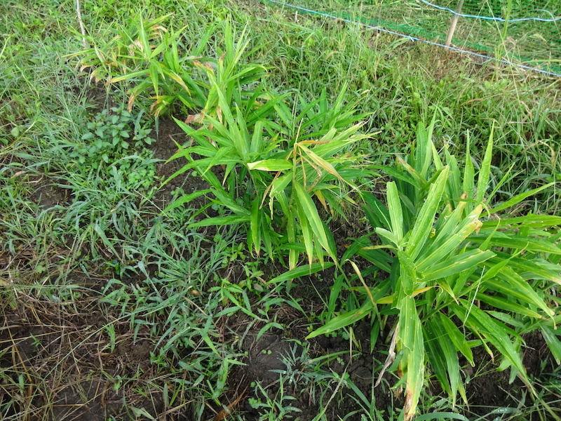 自給畑 自然菜 無添加栽培