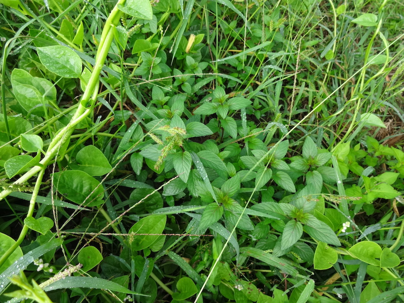 自給畑 自然菜 無添加栽培