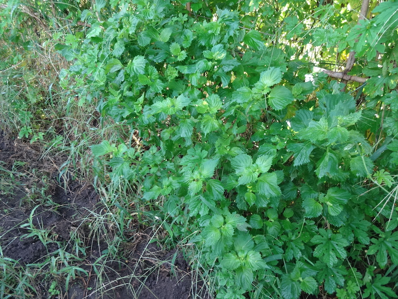 自給畑 自然菜 無添加栽培