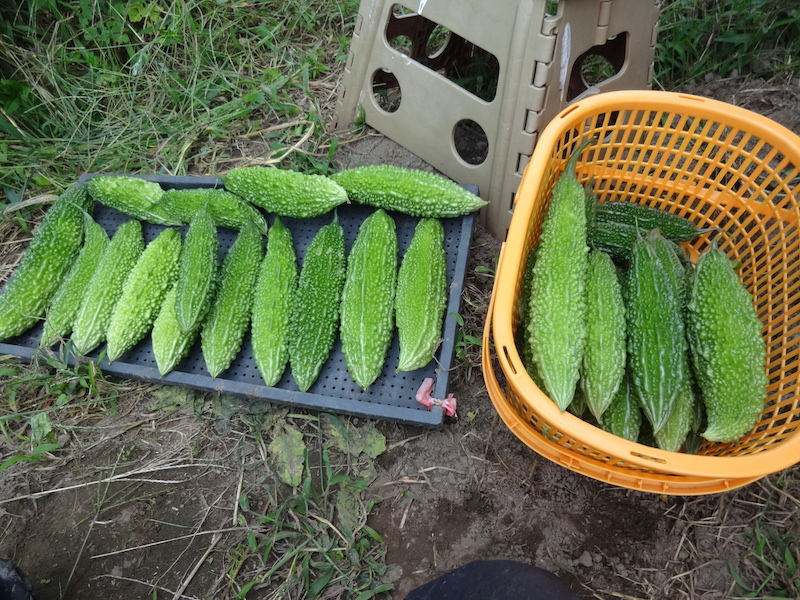 自給畑 自然菜 無添加栽培