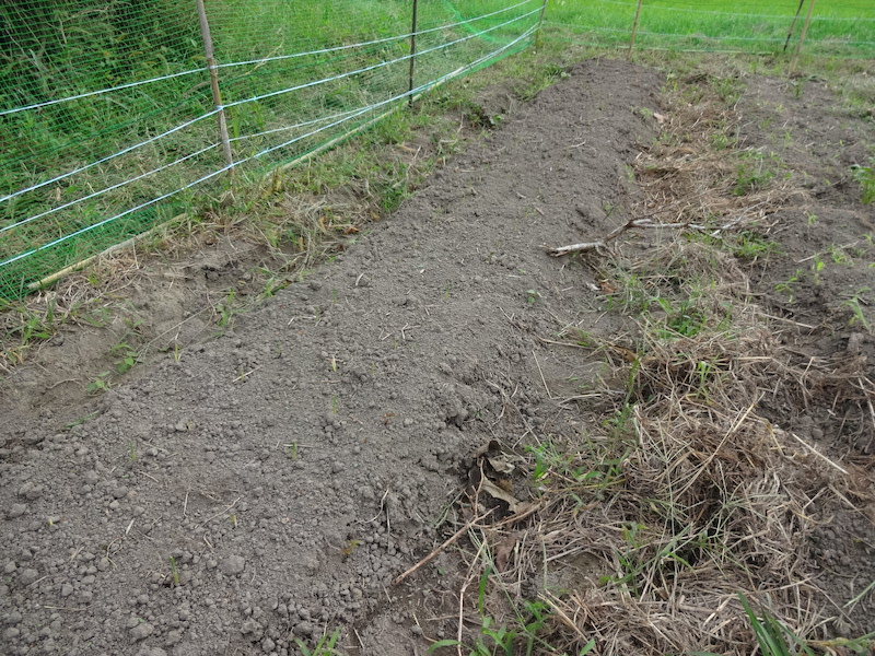 自然菜 ニンニク 無添加栽培
