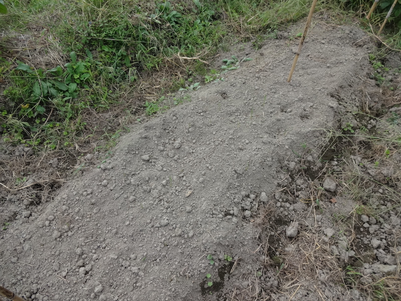 自然菜 ニンニク 無添加栽培