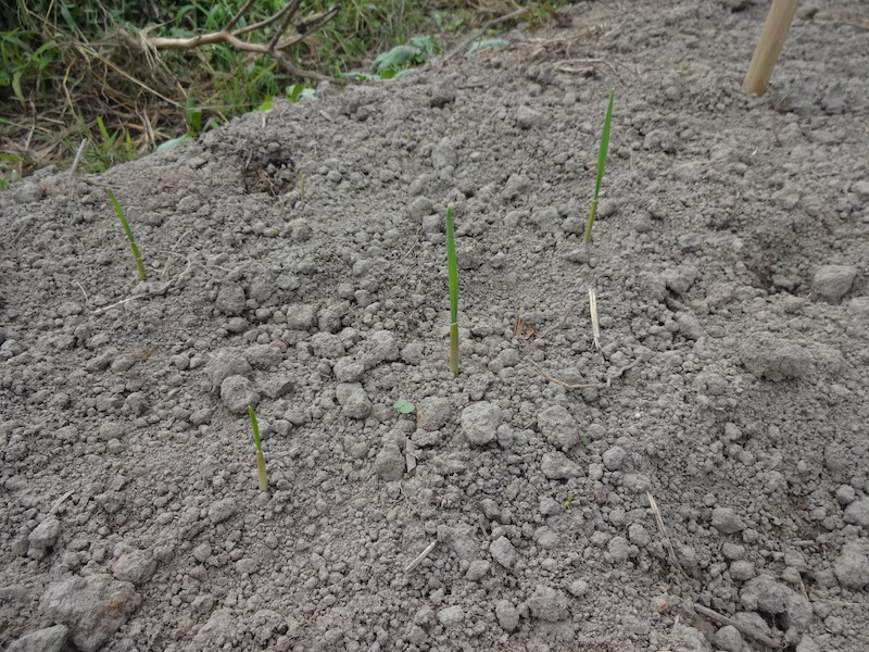 自然菜 ニンニク 無添加栽培
