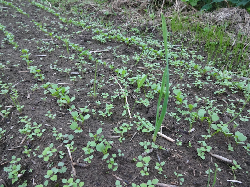 自然菜 ニンニク 無添加栽培