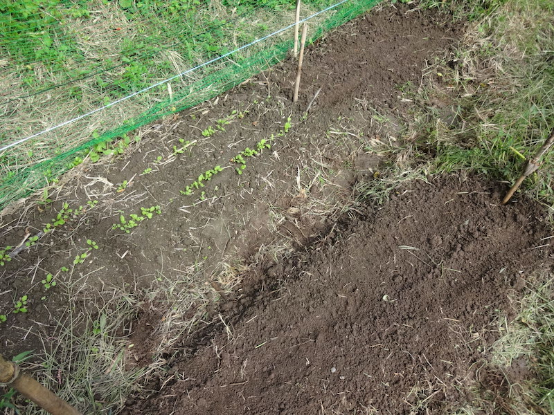 自然菜 ルッコラ/ロケット 無添加栽培