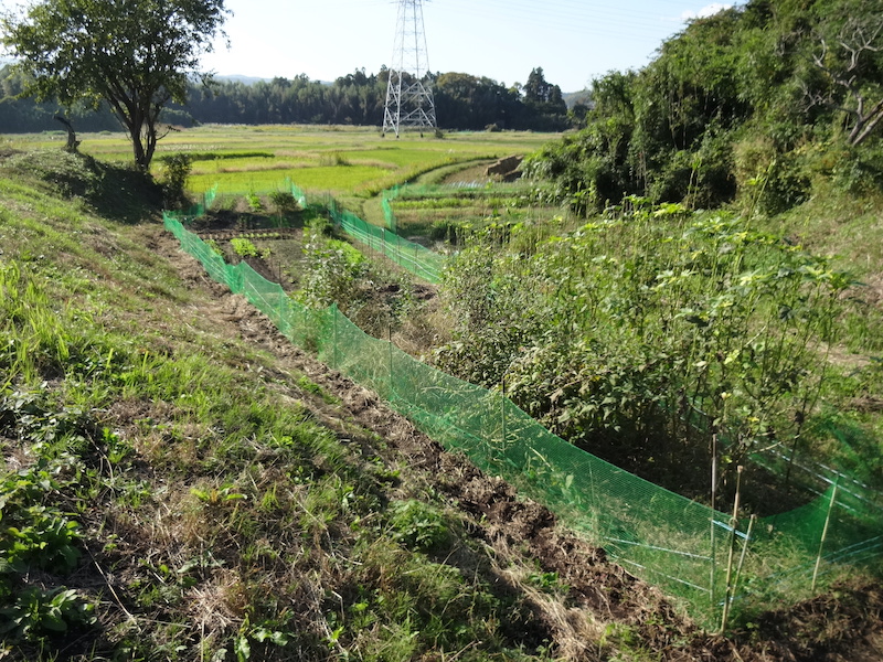自然菜 自給畑 無添加栽培