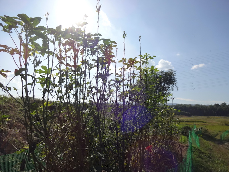 自然菜 自給畑 無添加栽培