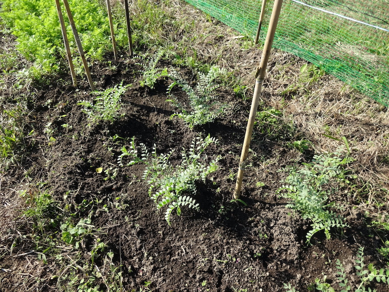 自然菜 自給畑 無添加栽培