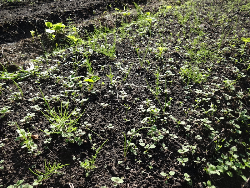 自然菜 自給畑 無添加栽培