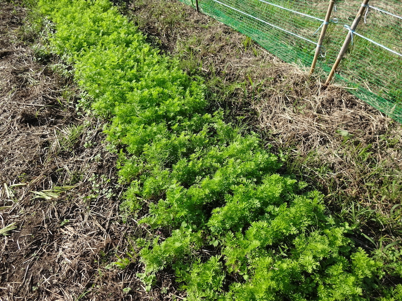 自然菜 自給畑 無添加栽培