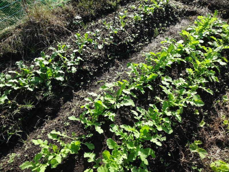 自然菜 自給畑 無添加栽培