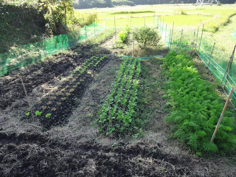 自然菜 自給畑 無添加栽培