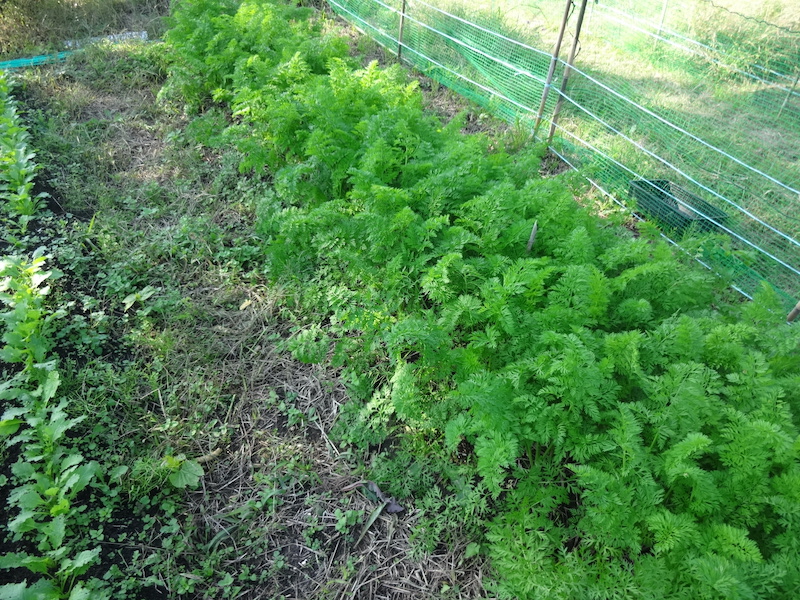 自然菜 自給畑 無添加栽培