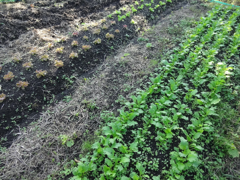 自然菜 自給畑 無添加栽培