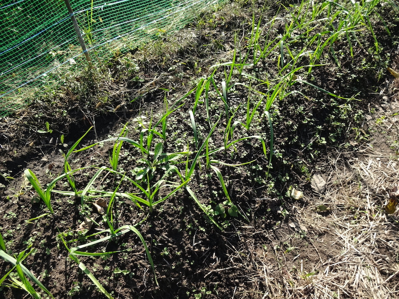 自然菜 自給畑 無添加栽培