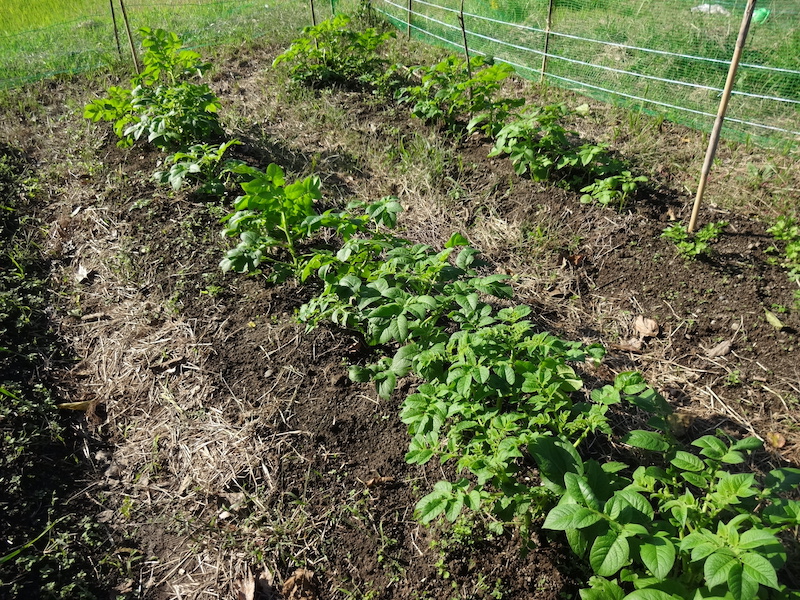 自然菜 自給畑 無添加栽培