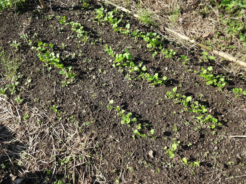 自然菜 自給畑 無添加栽培