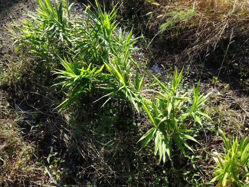 自給畑 自然菜 無添加栽培